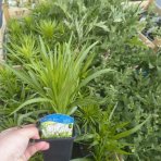 Šuškarda klasnatá (Liatris spicata) ´FLORISTAN WEISS´ - kont. P9